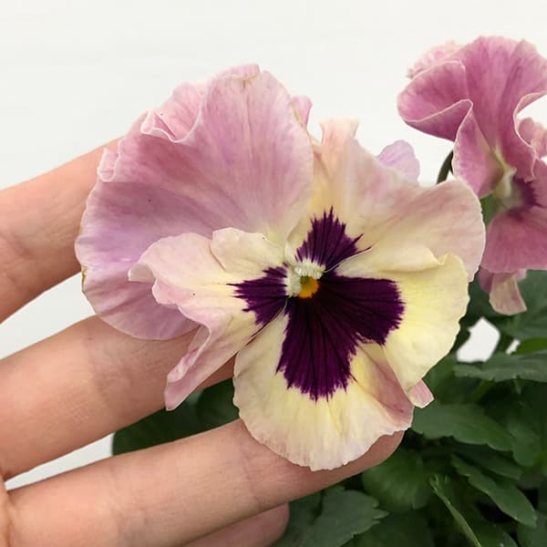 園芸ネット本店｜百笑-momoemi-ビオラ：24-22／3.5号ポット【現品販売