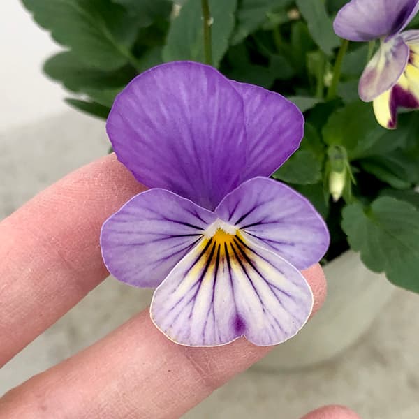 園芸ネット本店｜百笑-momoemi-ビオラ：24-33／3.5号ポット【現品販売