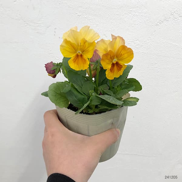 園芸ネット本店｜百笑-momoemi-ビオラ：24-39／3.5号ポット【現品販売