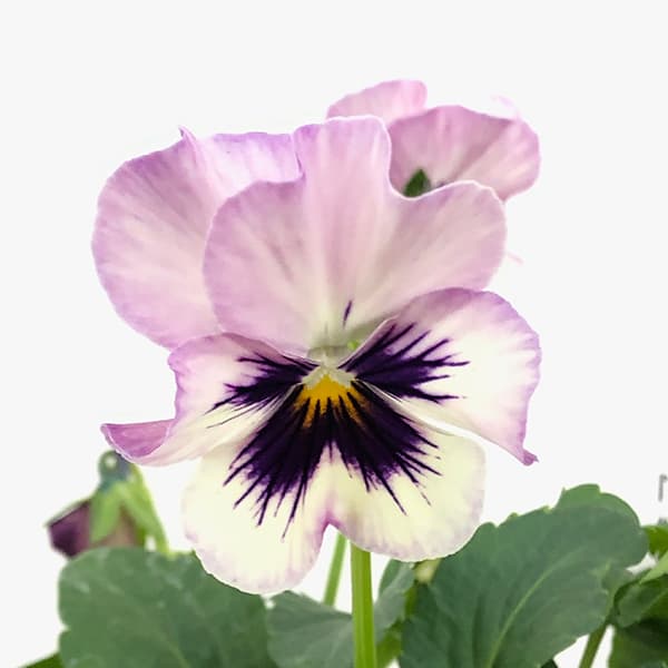 園芸ネット本店｜百笑-momoemi-ビオラ：24-42／3.5号ポット【現品販売