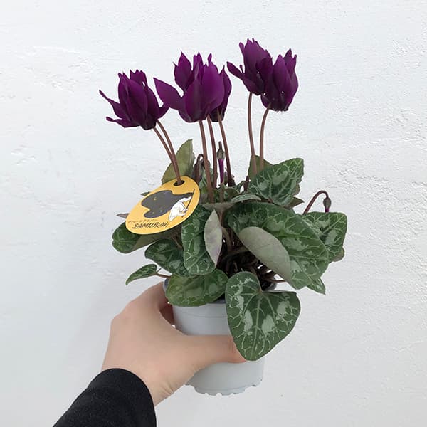 園芸ネット本店｜シクラメン：SAMURAI（サムライ）【24-08】3号ポット