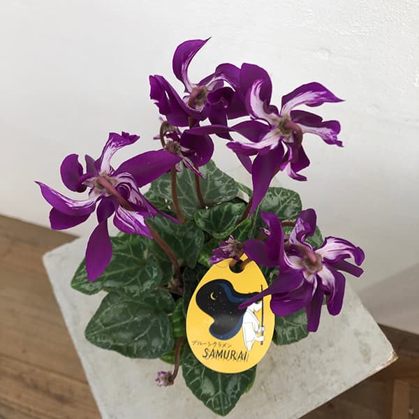 園芸ネット本店｜シクラメン：SAMURAI（サムライ）【24-13】3号ポット