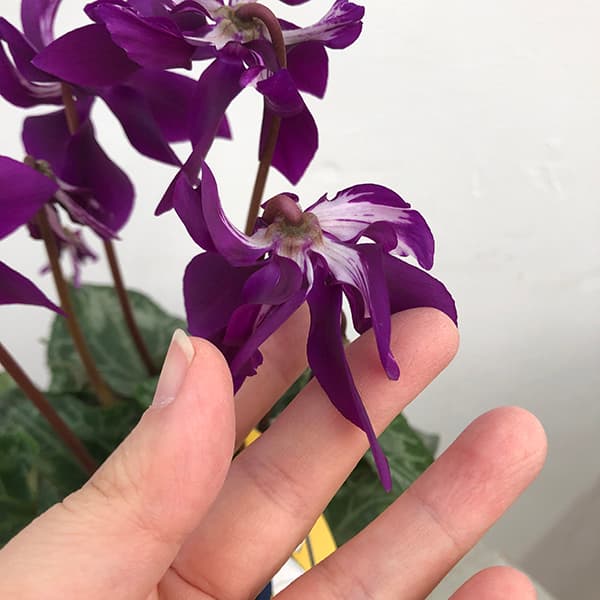 園芸ネット本店｜シクラメン：SAMURAI（サムライ）【24-13】3号ポット