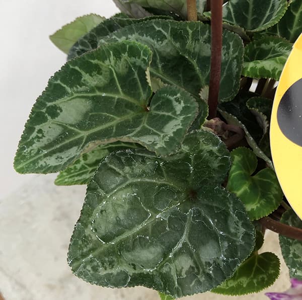 リースサムライ　24時間以内に発送します！ レーシングスライダーKIT「PRO SHIELD」 | ヨシムラジャパン