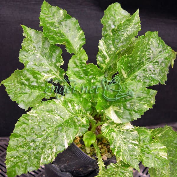 イワタバコ:白散斑赤花2.5号ポット