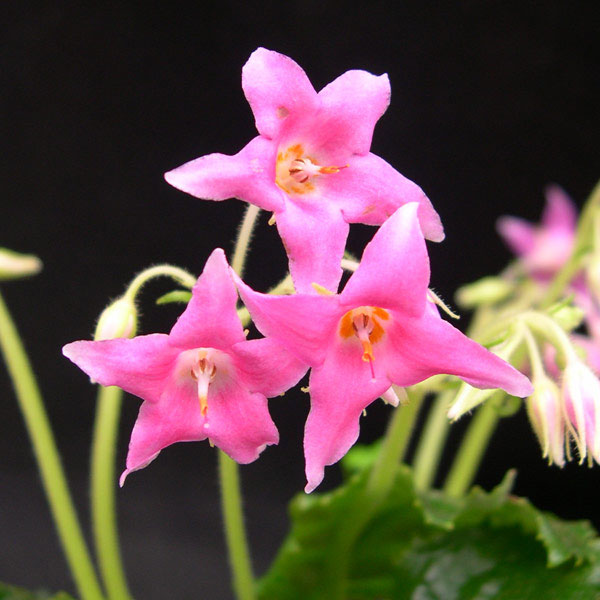 イワタバコ:白散斑赤花2.5号ポット