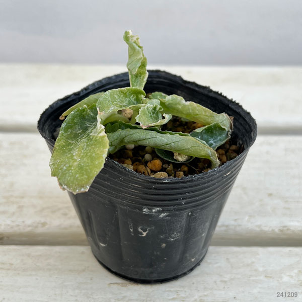 イワタバコ:白散斑赤花2.5号ポット