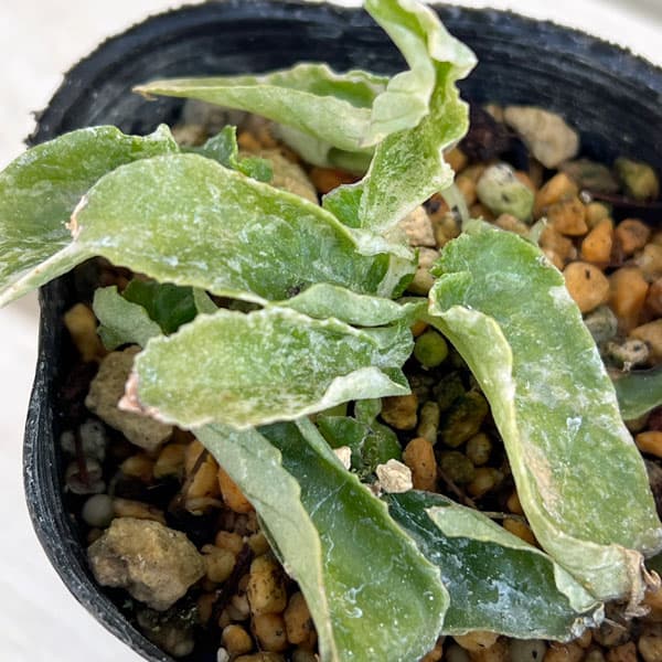 イワタバコ:白散斑赤花2.5号ポット