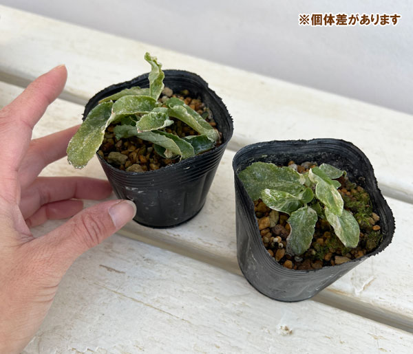 イワタバコ:白散斑赤花2.5号ポット