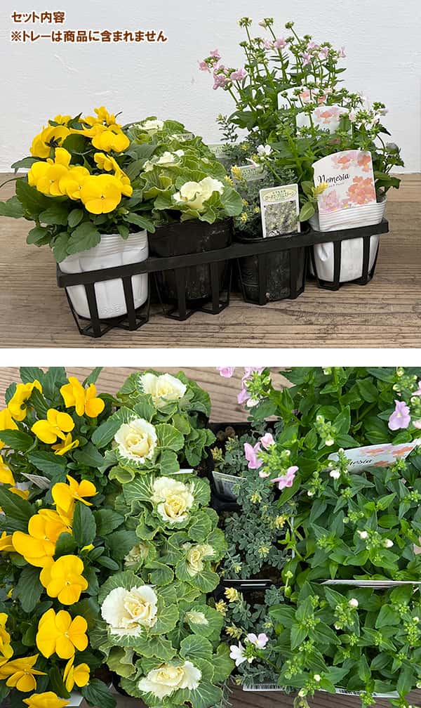 園芸ネット本店｜冬の寄せ植え花苗セット イエロー・ピンク系4種×3