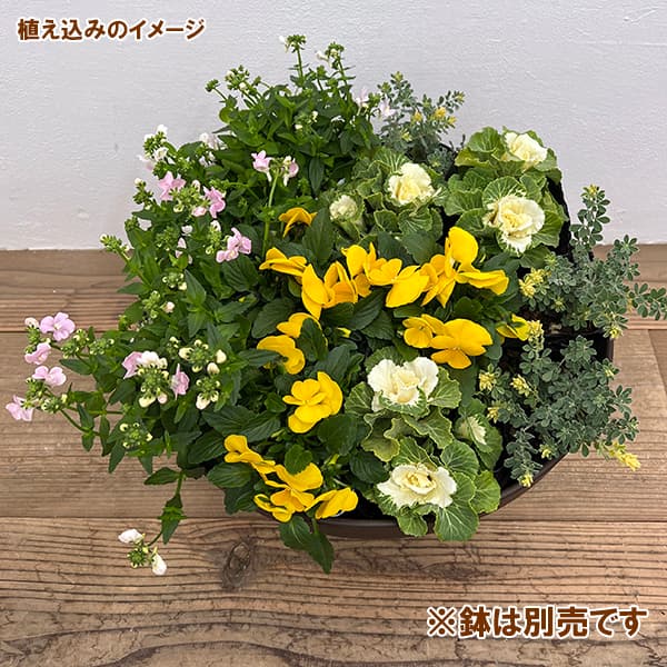 ローズガーデン【現品・鉢まま出荷】季節の寄せ植え3点＆ビオラのセット 園芸ネット本店｜冬の寄せ植え花苗セット イエロー・ピンク系4種×3