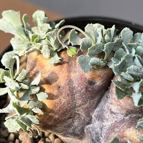 [ザ・ファームセレクト]オトンナ：カカリオイデス　3号鉢植え*