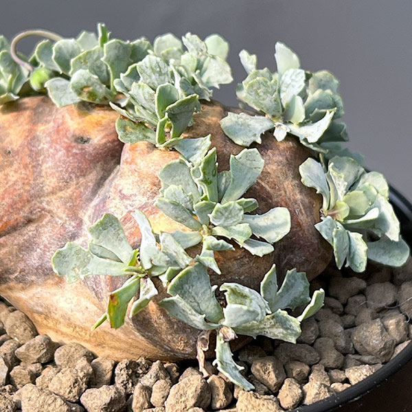 [ザ・ファームセレクト]オトンナ：カカリオイデス　3号鉢植え*