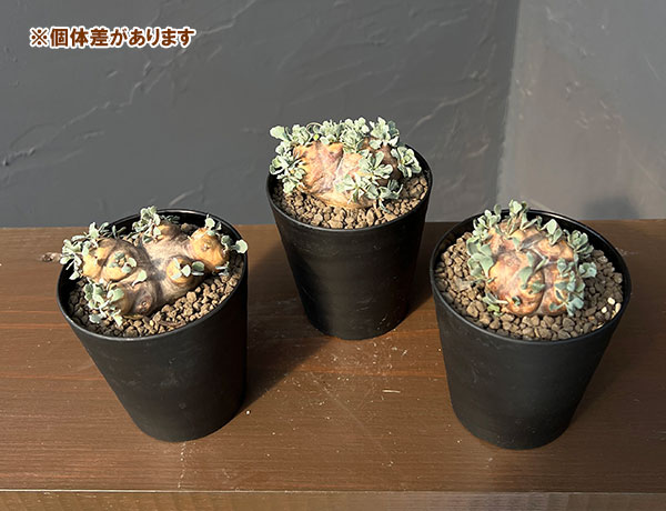 [ザ・ファームセレクト]オトンナ：カカリオイデス　3号鉢植え*