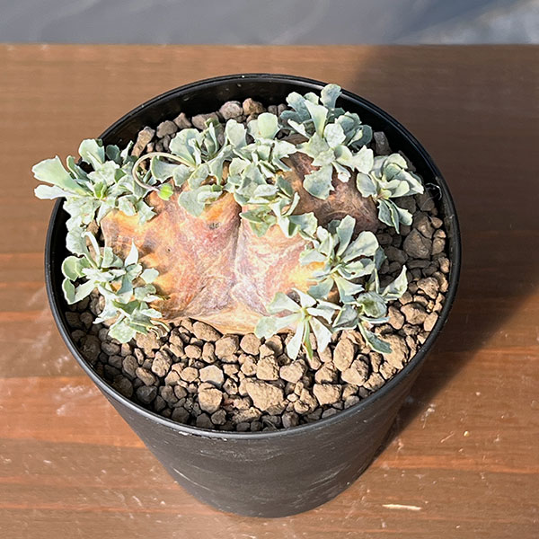 [ザ・ファームセレクト]オトンナ：カカリオイデス　3号鉢植え*