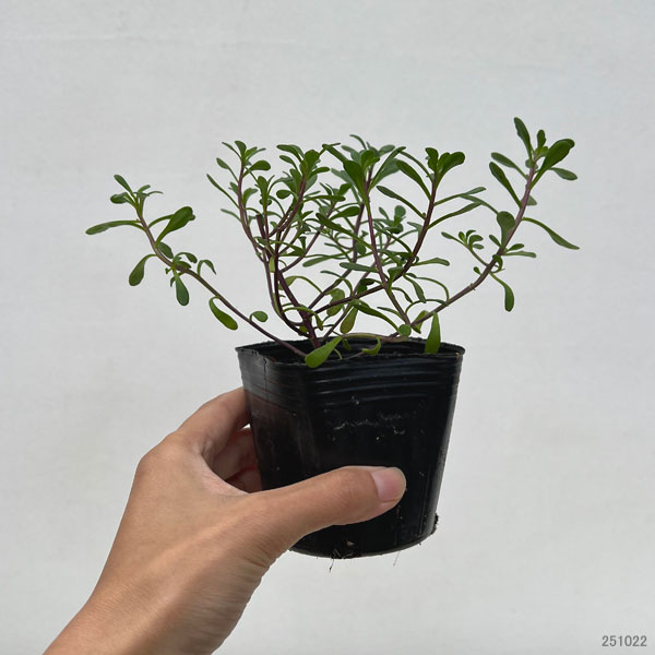 イベリス：マジカルサマーバイブス3号ポット