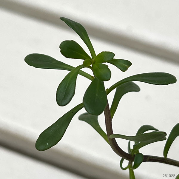 イベリス：マジカルサマーバイブス3号ポット