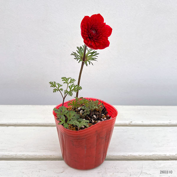 アネモネ：吹き詰め咲き（フロレプレノ）3号ポット