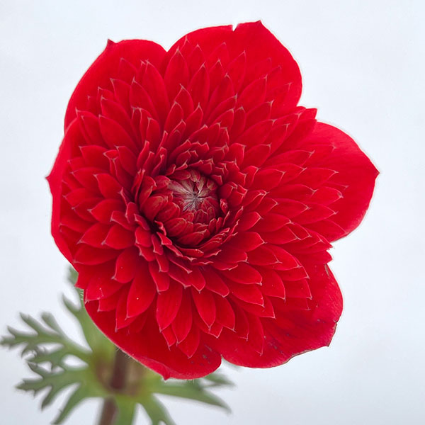 アネモネ：吹き詰め咲き（フロレプレノ）3号ポット