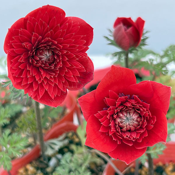 アネモネ：吹き詰め咲き（フロレプレノ）3号ポット