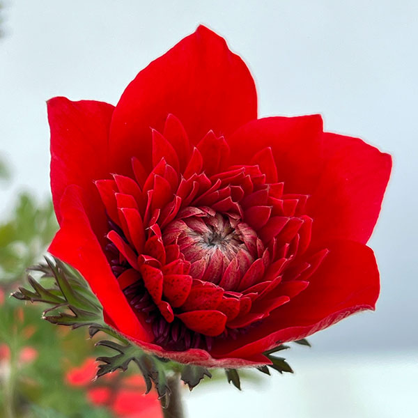 アネモネ：吹き詰め咲き（フロレプレノ）3号ポット