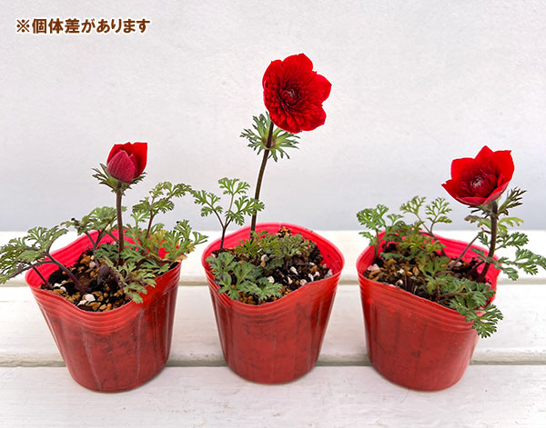 アネモネ：吹き詰め咲き（フロレプレノ）3号ポット