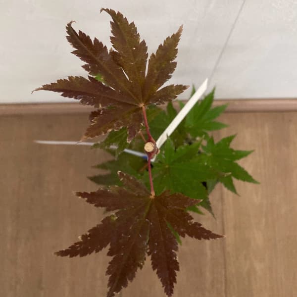 モミジ(カエデ):ジョーダン3.5号ポット