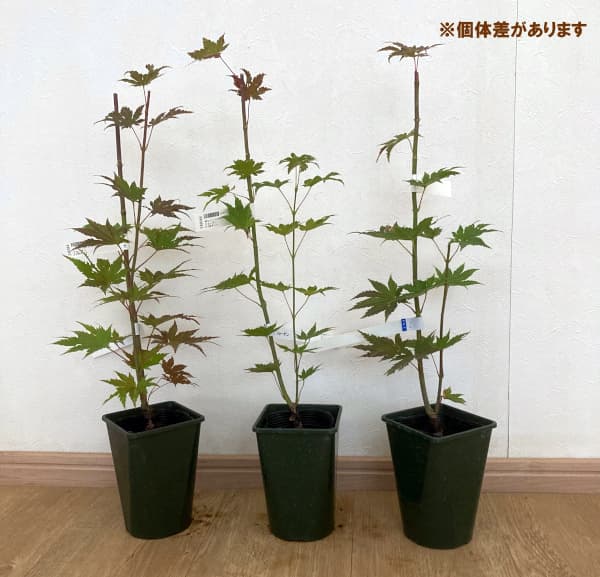 モミジ(カエデ):ジョーダン3.5号ポット