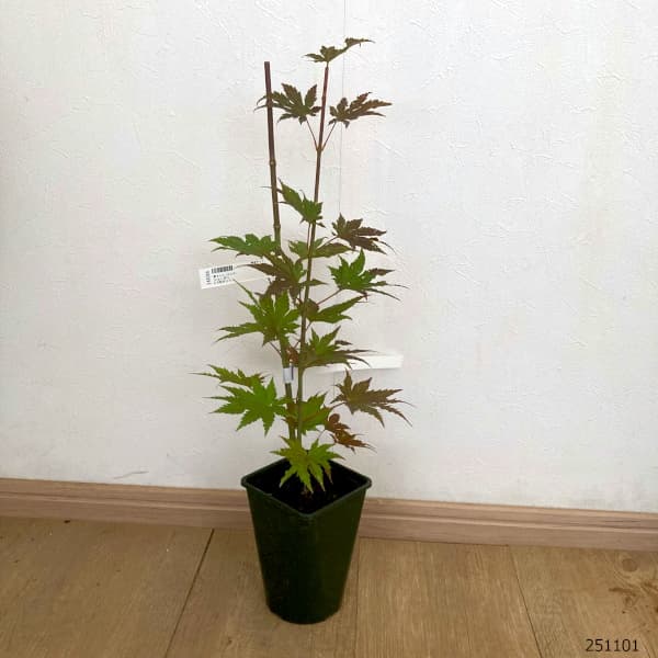 モミジ(カエデ):ジョーダン3.5号ポット