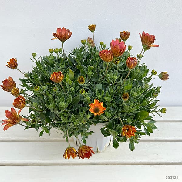 オステオスペルマム：トワイライトムーン6号鉢植え