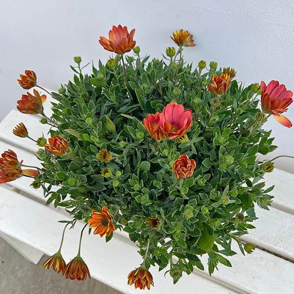 オステオスペルマム：トワイライトムーン6号鉢植え