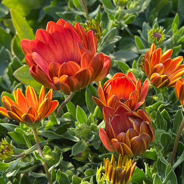 オステオスペルマム：トワイライトムーン6号鉢植え