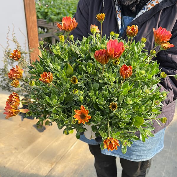 オステオスペルマム：トワイライトムーン6号鉢植え