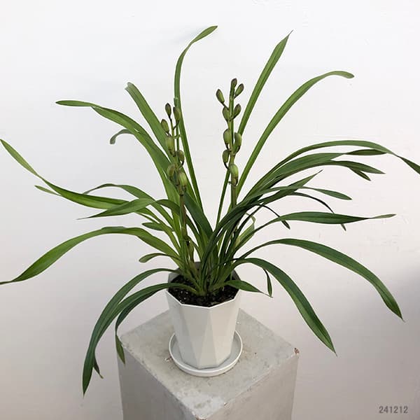テーブルシンビジウム:ほろ酔い2本立ち 5号鉢植え(皿付き)