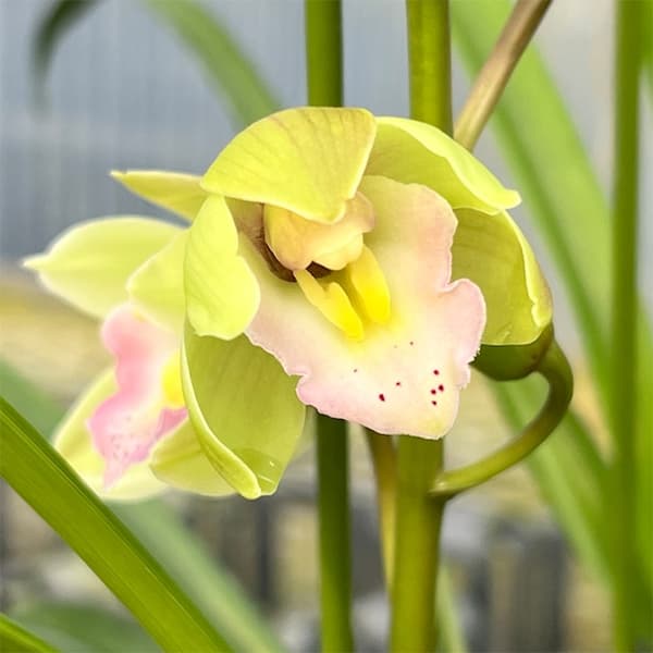 テーブルシンビジウム:ほろ酔い2本立ち 5号鉢植え(皿付き)