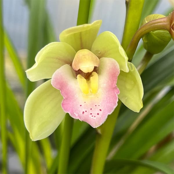 テーブルシンビジウム:ほろ酔い2本立ち 5号鉢植え(皿付き)
