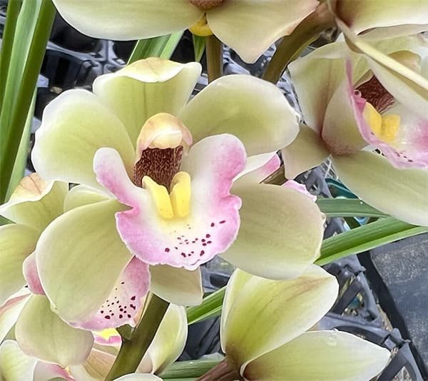 テーブルシンビジウム:ほろ酔い2本立ち 5号鉢植え(皿付き)