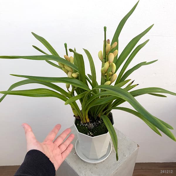 テーブルシンビジウム:森の精 しゅしゅ2本立ち 5号鉢植え(皿付き)