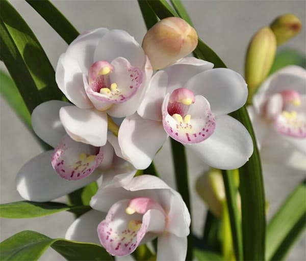 テーブルシンビジウム:森の精 しゅしゅ2本立ち 5号鉢植え(皿付き)