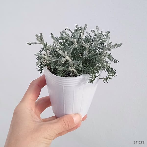 サントリナ：シルバーミラー2.5号ポット