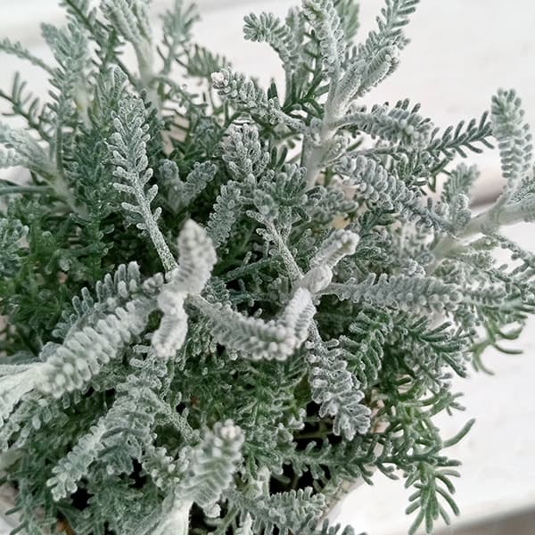 サントリナ：シルバーミラー2.5号ポット