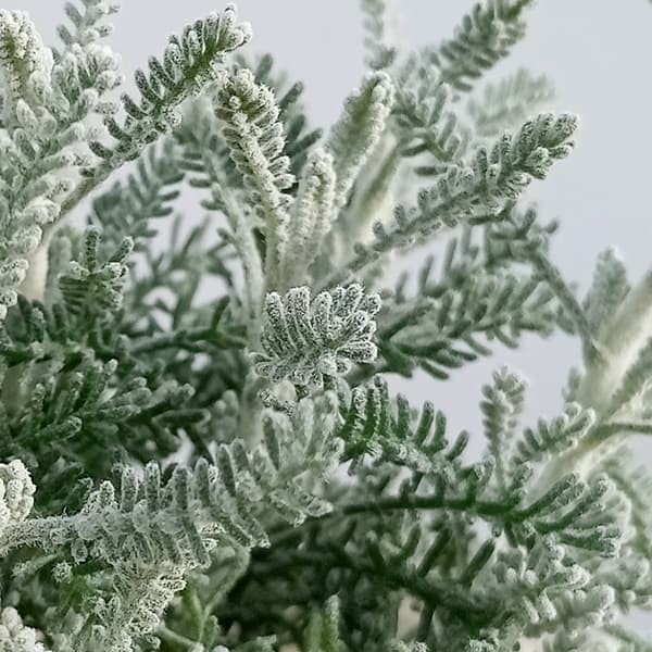 サントリナ：シルバーミラー2.5号ポット