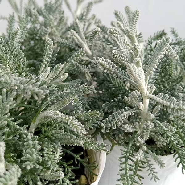 サントリナ：シルバーミラー2.5号ポット