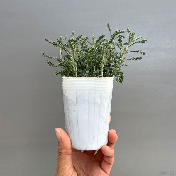 サントリナ：シルバーミラー2.5号ポット