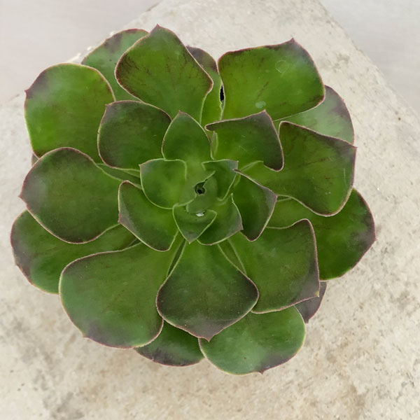 59 #多肉植物アエオニウム錦 ❤️魅金のバラ ❤️1大頭9cm拨き苗 アエオニウム 魅金ローズ 多肉植物の通販 by momo's shop｜ラクマ