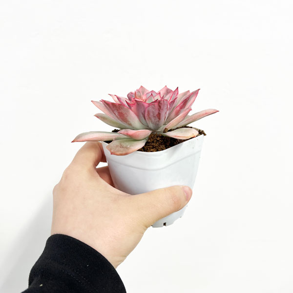 エケベリア:ムーンカドニス錦 2.5号ポット