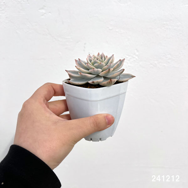 エケベリア：サブセシリス錦　2.5号ポット