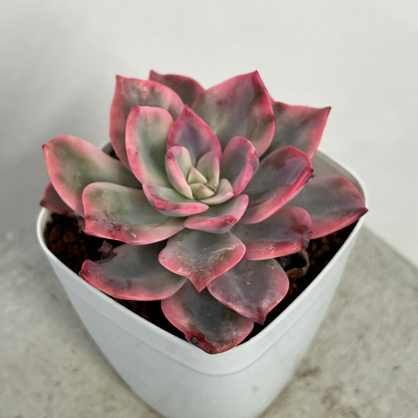 園芸ネット本店｜エケベリア：ピンクハリン錦 2.5号ポット の通販【公式】