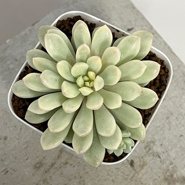 園芸ネット本店｜エケベリア：レッドエッグ錦 2.5号ポット の通販【公式】