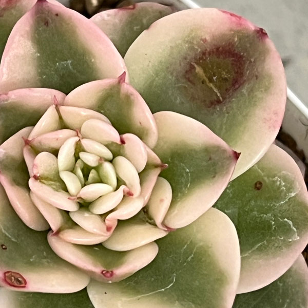 専用出品 エケベリア コレクション 専用出品 エケベリア コレクション 専用出品 エケベリア コレクション